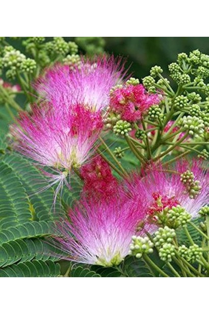 Albizia julibrissin